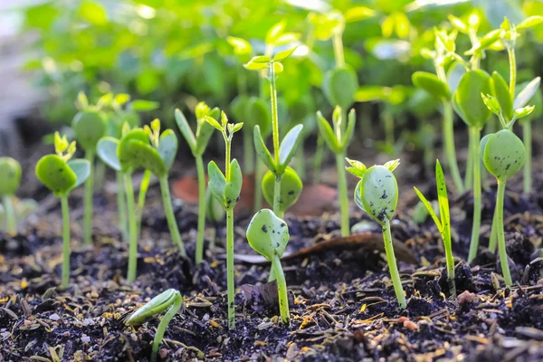 Primer plano de suciedad con pequeños brotes verdes — Foto de Stock