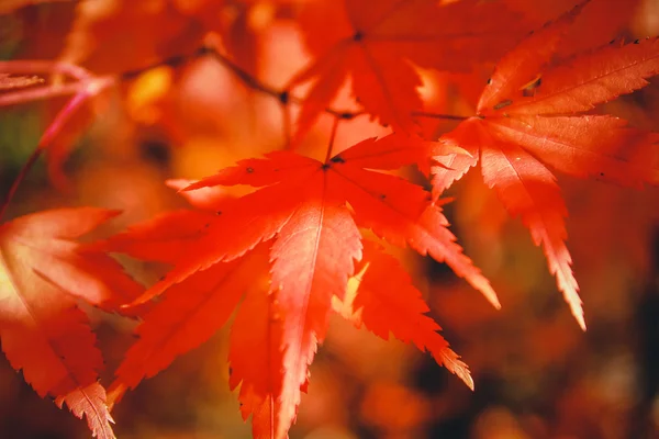 Herbstblätter — Stockfoto