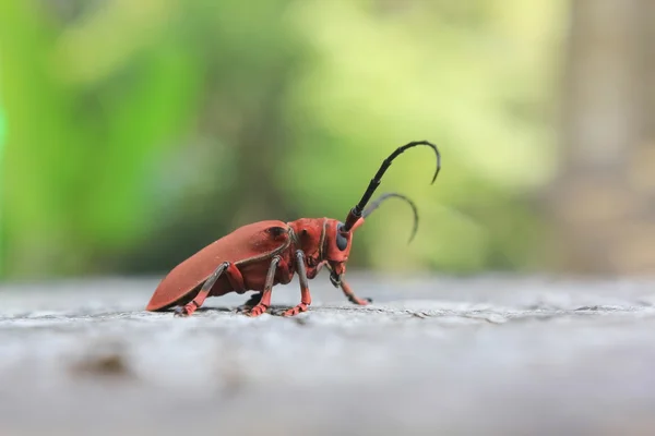 Escarabajo capricornio — Foto de Stock