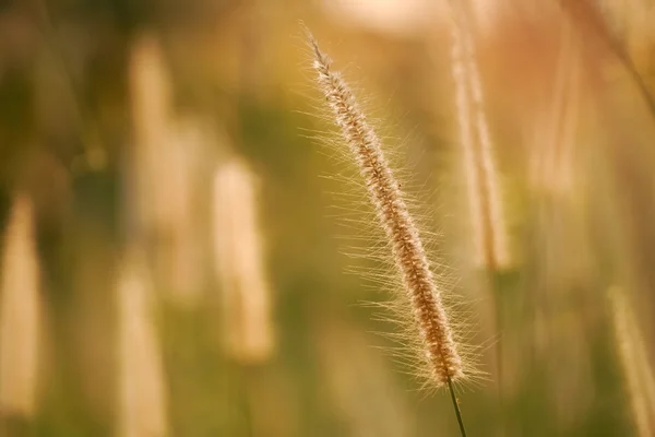 Sol de la mañana brillando sobre flores silvestres — Foto de Stock