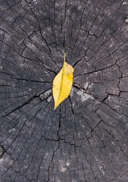 Autumn leaves on old woods — Stock Photo, Image