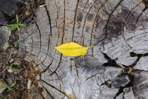 Autumn leaves on old woods — Stock Photo, Image