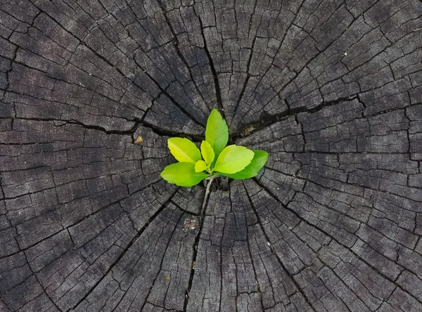 植物生长出一个树桩 — 图库照片