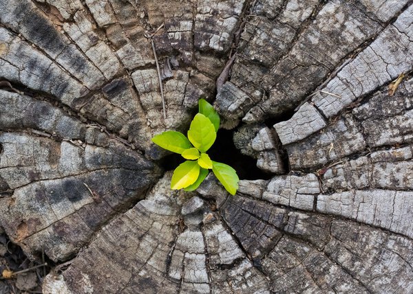 Plant growing out of a tree stump