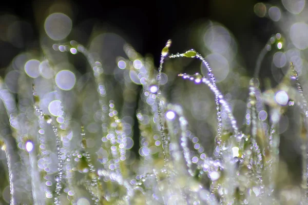 苔の露の滴 — ストック写真