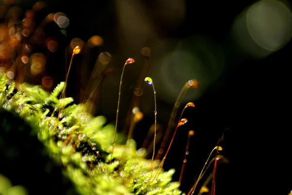 Dew Drop on moss — Stock Photo, Image