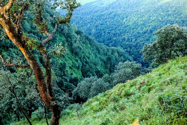 Baum im Regenwald — Stockfoto