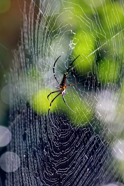 Spindel på webben — Stockfoto