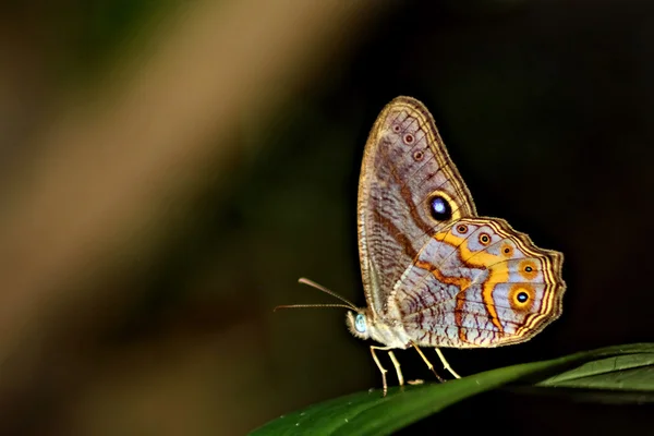 Mariposa en la hoja — Foto de Stock