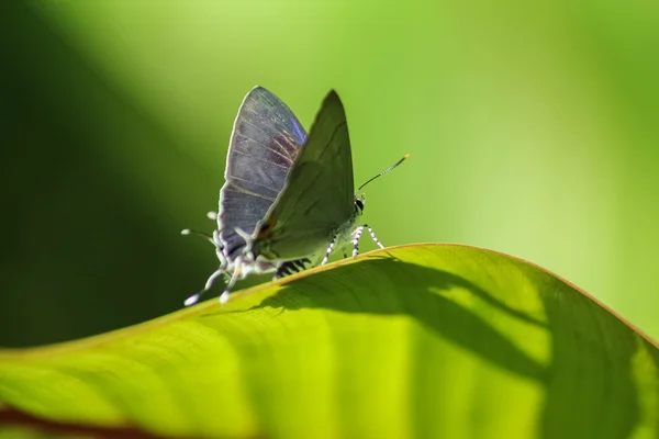 Farfalla sulla foglia — Foto Stock