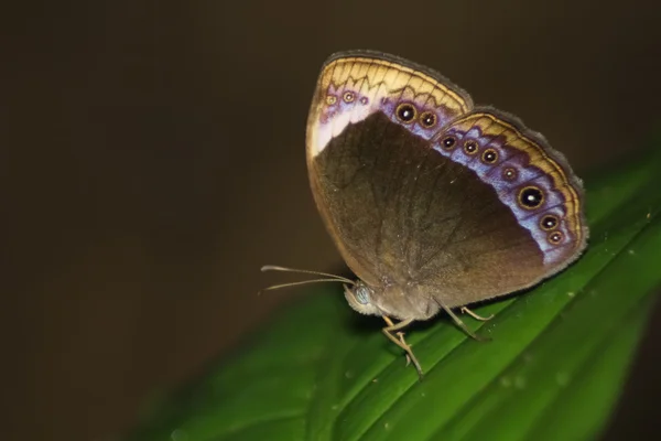 Motyl na liściu — Zdjęcie stockowe