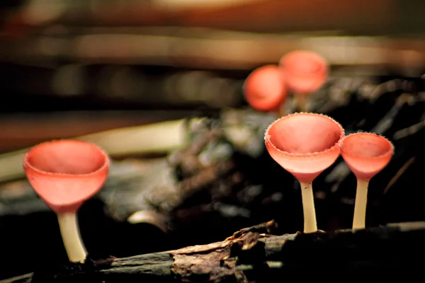 粉红色烧伤杯蘑菇 — 图库照片