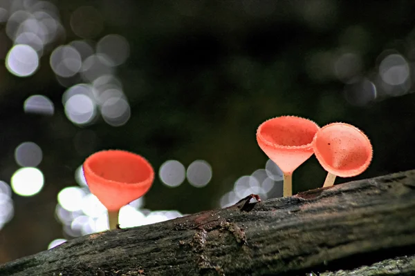 Pembe yanık fincan mantar — Stok fotoğraf