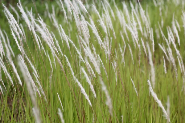 Wilde bloemen — Stockfoto