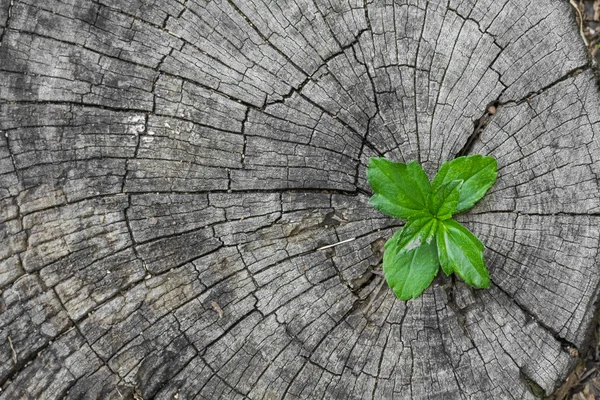 Plante issue d'un tronc d'arbre — Photo