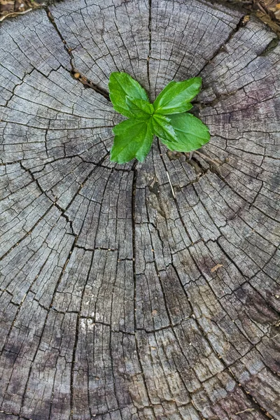 Planta crescendo fora de um toco de árvore — Fotografia de Stock