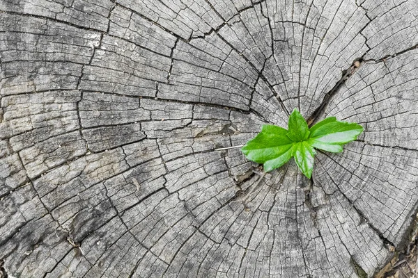 植物生长出一个树桩 — 图库照片