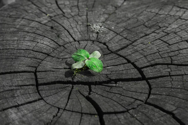 Plante issue d'un tronc d'arbre — Photo