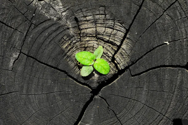 Plant growing out of a tree stump — Stock Photo, Image
