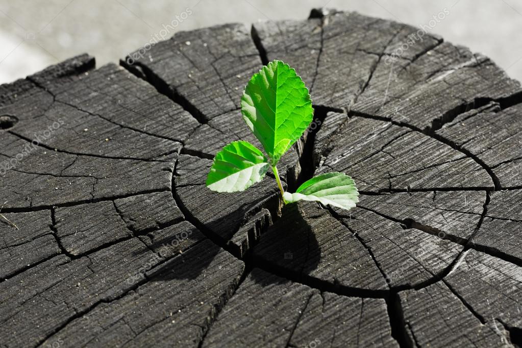 Plant growing out of a tree stump — Stock Photo © khlongwangchao #62145737