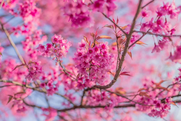 Flor de cerezo en primavera — Foto de Stock