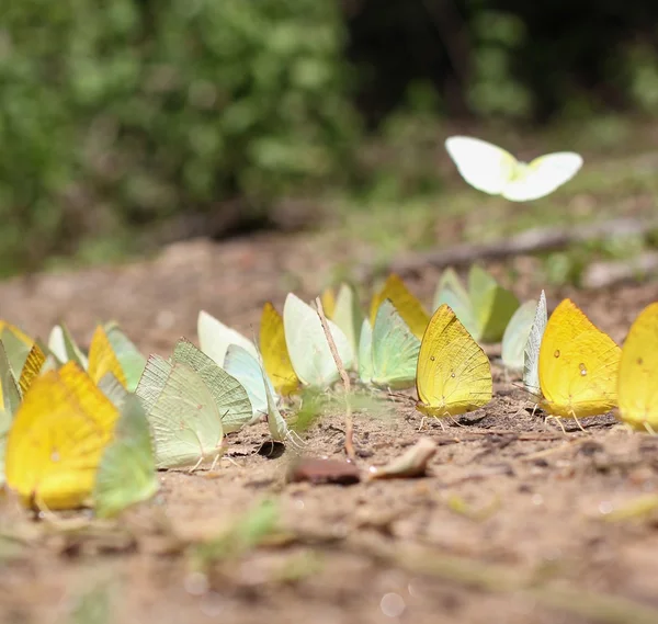 Group of butterfly — Stock Photo, Image