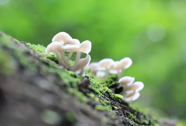 在森林里的蘑菇 — 图库照片