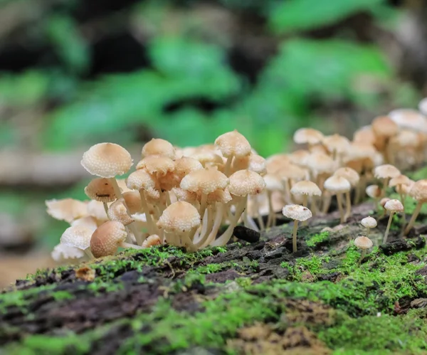 Setas en el bosque — Foto de Stock