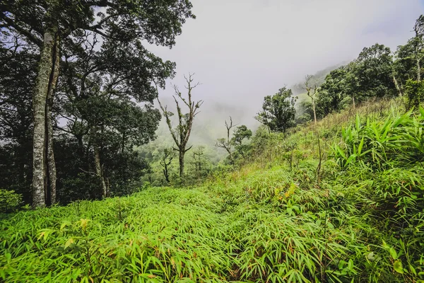 Rain Forest — Stock Photo, Image