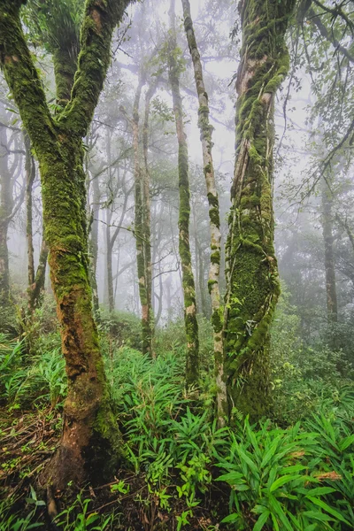 Rain Forest — Stock Photo, Image