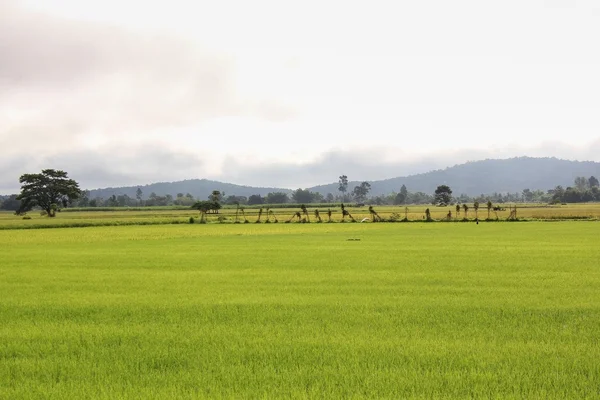 Green Paddy — Stock Photo, Image