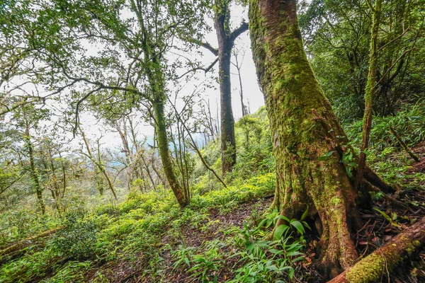 Floresta tropical — Fotografia de Stock