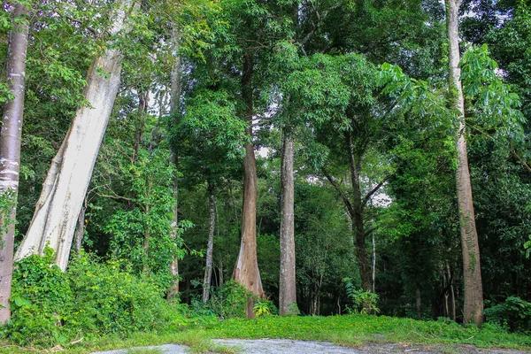 Träd i regnskogen — Stockfoto
