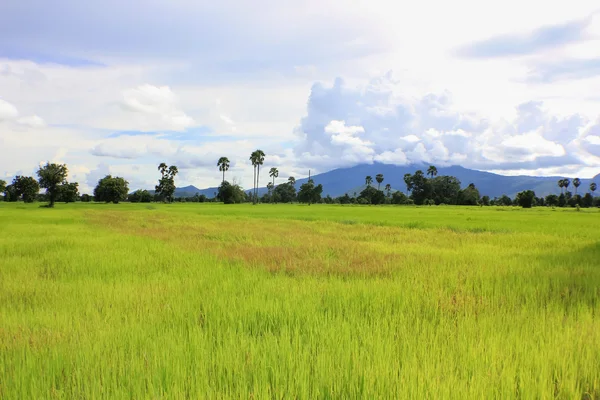 Green Paddy Fields — Stock Photo, Image