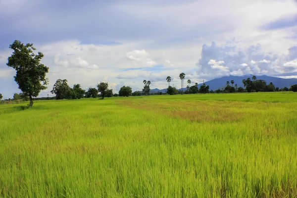 Green Paddy Fields — Stock Photo, Image