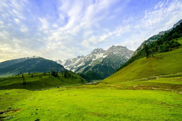 Campo di erba verde con alta montagna — Foto Stock