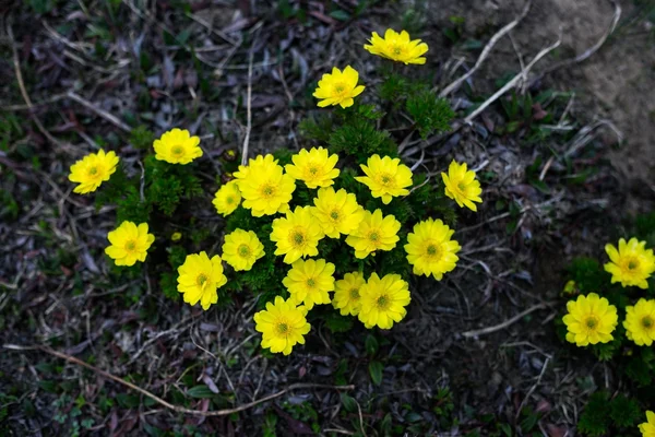 Lindas cores primavera — Fotografia de Stock