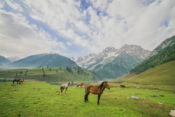 Cavalos pastando em um prado de verão com campo verde e montanha — Fotografia de Stock