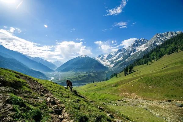 Mountains and green Field in Jammu and Kashmir — Stock Photo, Image