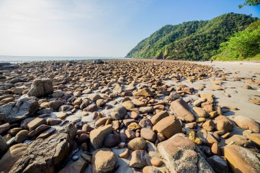 plaj ve tropik deniz
