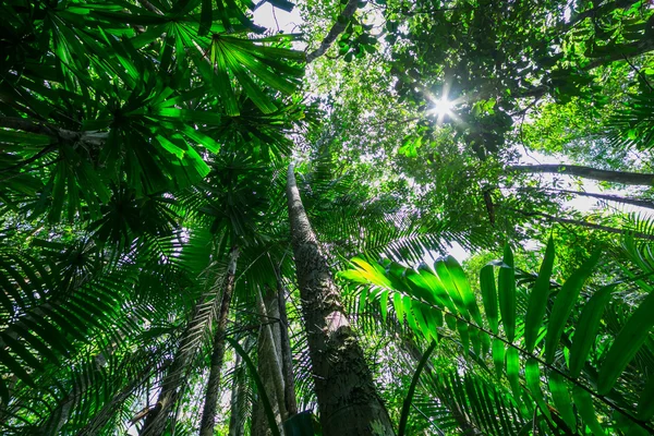 Floresta com o sol por trás — Fotografia de Stock