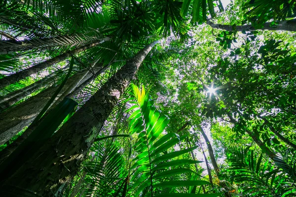 Floresta com o sol por trás — Fotografia de Stock