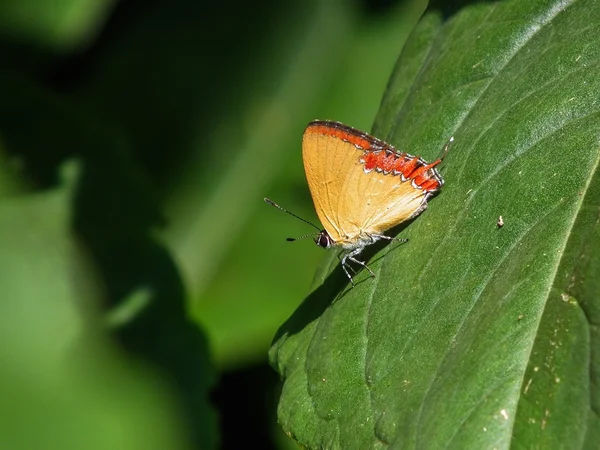 Schmetterling — Stockfoto