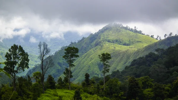 Floresta — Fotografia de Stock