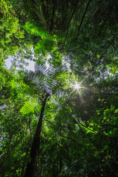 Лес с солнцем позади