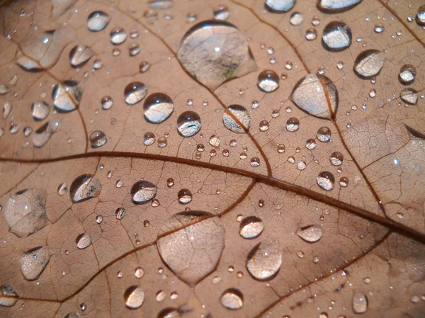 Wassertropfen — Stockfoto