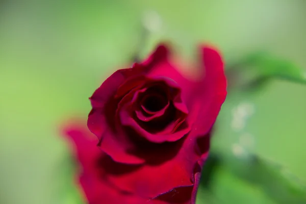 Macro de rosas — Foto de Stock