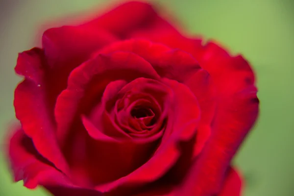 Roses Macro — Stock Photo, Image