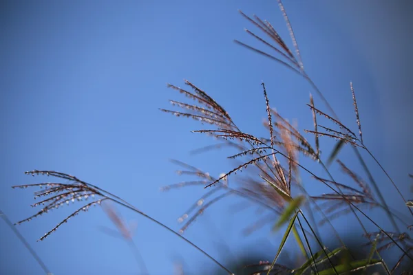 Цветущая трава с голубым небом — стоковое фото