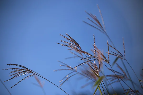 Hierba con flores con fondos de cielo azul — Foto de Stock